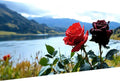 Red Rose Paint by Numbers Kit for Adults Framed Landscape Painting Kits for Adults Beginner DIY Acrylic Oil Paint pre Drawn Canvas with Brush Craft Picture for Home Wall Decor Gifts 100x200cm -49zK